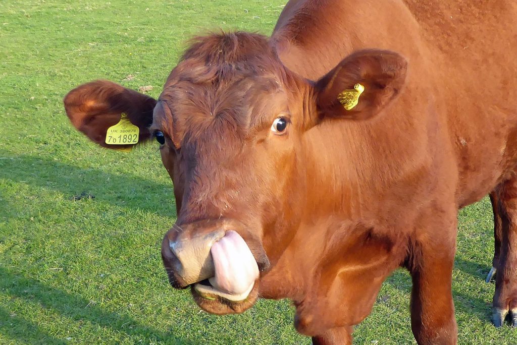 Grass Finished Beef