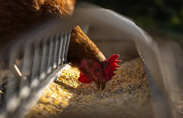 Pasture Raised Chicken Feeder Organic