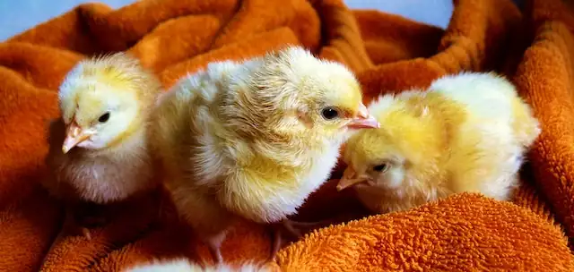 Chick Brooder Cost