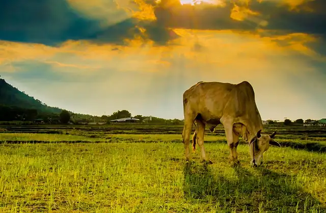 Rotational Grazing